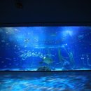 오션 아레나 이미지