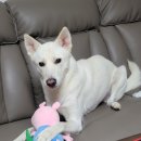 향남메디동물병원 이미지