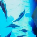 핑크고래 이미지