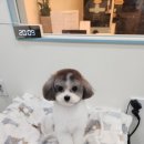 호야애견 이미지