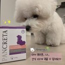 강아지 소화효소제 닥터레이 판크레타 급여 후기