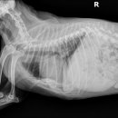 창현동물병원 이미지