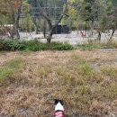 붐애견 | (캠핑후기)청주 옥화포시즌 캠핑장, 애견동반 후기, 자매다식원 3차오픈