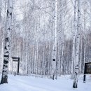 자작나무숲 이미지