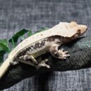 인투더크레