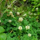 메이의산책 이미지