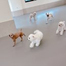 놀러오개 애견유치원 애견호텔 안양점 | 하남 애견유치원 애견호텔 놀러오개 북위례 하남점│아기강아지도 믿고 맡기는 놀러오개!