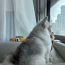 아르밤 펫 이미지