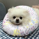 공주동물병원 이미지