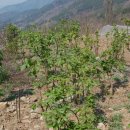 미완성농장 이미지