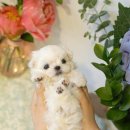 유어펫 강아지분양 고양이분양 본점 이미지