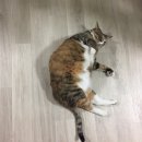 뒹굴뒹굴고양이