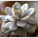 통통이네 이미지