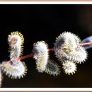 강아지오요요 이미지