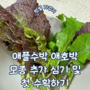 흥농종묘사 | 아이들과 함께 하는 텃밭 가꾸기 애플수박 애호박 모종 추가 심기 및 첫 수확하기