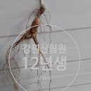 강원산림원 네이버블로그