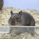 특별한 동물가게 이미지