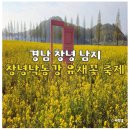 강나루체육공원 | 대구 근교 창녕 남지 낙동강 유채꽃 축제 실시간 개화 상태 경남 4월 꽃놀이