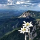 에델바이스 이미지