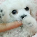 곱슬곱슬 이미지