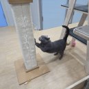 소라슈퍼 | 단골이 되는 동탄 고양이 호텔 코자냥 ~ 소라의 호텔링