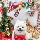 나라라펫 이미지