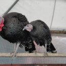 일월부화장 이미지