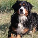 훈트하임 이미지