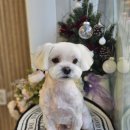 빠몽(PAWMONG) 이미지