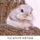 돌쇠참나무장작구이