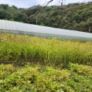 두메유기농원 이미지