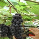 치명농장 이미지