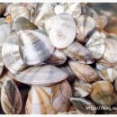 곰섬올레 | 동해 삼척 맹방해수욕장 비단조개 - 칼국수 조개전 초무침 3단 콤보 조개요리