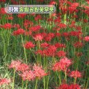 송림 | 경남 꽃무릇 군락지 하동 송림공원 실시간 개화 후기