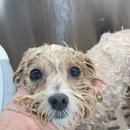 하떼하떼 이미지