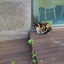 닭발바닥앤떡볶이