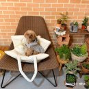 망고&체리 애견샵 | 대부도 애견동반카페 러브썸팜, 늦게까지 운영해서 좋았던 야간 방문 후기