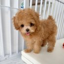 요기독 강아지분양 고양이분양 수원본점 이미지