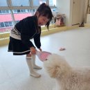 뽀도독 애견카페 네이버블로그