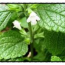 원주소화 이미지