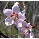 ﻿﻿복숭아나무 ( peach/Prunus persica ) 이미지