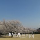 벚꽃역