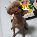 넘버원트리머 이미지