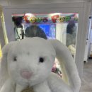 뽀끼뽑기 이미지