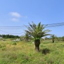 표선리-14 이미지