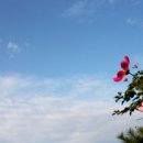 영월의 가을꽃, 코스모스(바탕화면용) 이미지