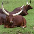 세상에서 제일 큰 뿔을 가진 소(牛)와 세계에서 가장 작은 동물 10선. 이미지