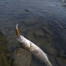 하목 | [다미끼] 쏘킬은 과연 쏘가리 킬러인가?