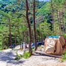 왕피천 숲속 캠핑장 이미지