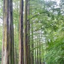 장태산휴양림 이미지